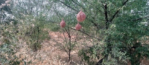 Plantation d'arbres le long d'une route